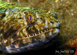 A variegated lizardfish saying "cheese" by Paz Maria De Vera-Santos 